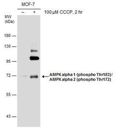 Invitrogen Phospho-AMPK alpha-1,2 (Thr172, Thr183) Polyclonal Antibody