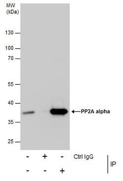Invitrogen PP2A alpha Polyclonal Antibody 100 &mu;L | Buy Online | Invitrogen&trade; | Fisher Scientific