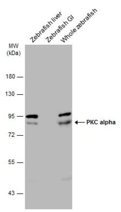 Invitrogen PKC alpha Polyclonal Antibody 100 &mu;L; Unconjugated:Antibodies,