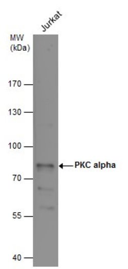 Invitrogen PKC alpha Polyclonal Antibody 100 &mu;L; Unconjugated:Antibodies,