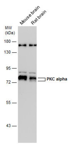 Invitrogen PKC alpha Polyclonal Antibody 100 &mu;L; Unconjugated:Antibodies,