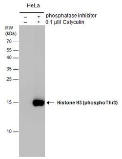 Invitrogen Phospho-Histone H3 (Thr3) Polyclonal Antibody 100 &mu;L; Unconjugated:Antibodies,