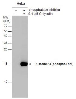 Invitrogen Phospho-Histone H3 (Thr3) Polyclonal Antibody 100 &mu;L; Unconjugated:Antibodies,