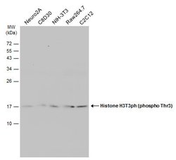 Invitrogen Phospho-Histone H3 (Thr3) Polyclonal Antibody 100 &mu;L; Unconjugated:Antibodies,