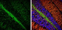 Invitrogen Phospho-Tau (Ser262) Polyclonal Antibody 100 &mu;L; Unconjugated:Antibodies,
