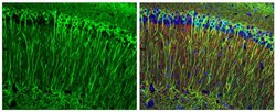 Invitrogen Phospho-Tau (Ser262) Polyclonal Antibody 100 &mu;L; Unconjugated:Antibodies,