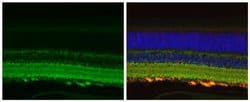Invitrogen Phospho-Tau (Ser262) Polyclonal Antibody 100 &mu;L; Unconjugated:Antibodies,