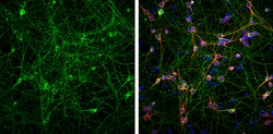 Invitrogen Phospho-Tau (Ser262) Polyclonal Antibody 100 &mu;L; Unconjugated:Antibodies,
