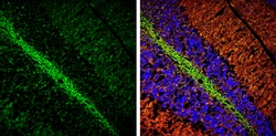 Invitrogen Phospho-Tau (Ser262) Polyclonal Antibody 100 &mu;L; Unconjugated:Antibodies,