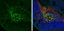 Invitrogen Phospho-Tau (Ser262) Polyclonal Antibody 100 &mu;L; Unconjugated:Antibodies,