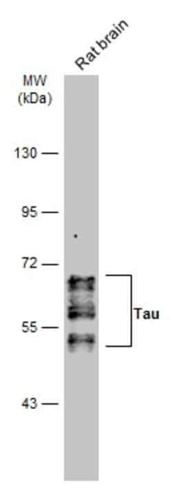 Invitrogen Phospho-Tau (Ser262) Polyclonal Antibody 100 &mu;L; Unconjugated:Antibodies,