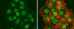 Invitrogen BCLAF1 Polyclonal Antibody 100 &mu;L; Unconjugated:Antibodies,