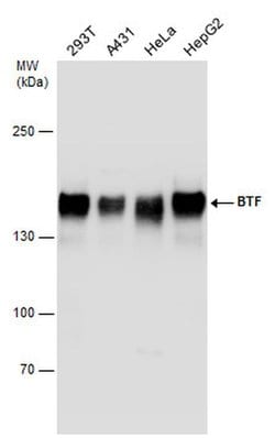 Invitrogen BCLAF1 Polyclonal Antibody 100 &mu;L; Unconjugated:Antibodies,