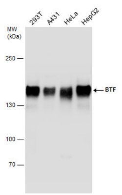 Invitrogen BCLAF1 Polyclonal Antibody 100 &mu;L; Unconjugated:Antibodies,