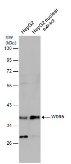 Invitrogen WDR5 Polyclonal Antibody 100 &mu;L; Unconjugated:Antibodies,