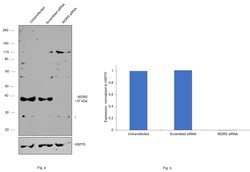 Invitrogen WDR5 Polyclonal Antibody 100 &mu;L; Unconjugated:Antibodies,