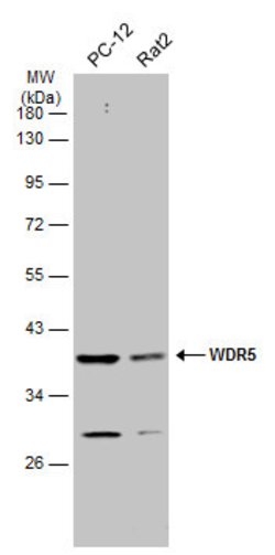 Invitrogen WDR5 Polyclonal Antibody 100 &mu;L; Unconjugated:Antibodies,