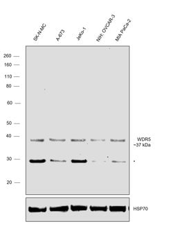 Invitrogen WDR5 Polyclonal Antibody 100 &mu;L; Unconjugated:Antibodies,