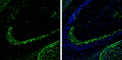 Invitrogen Calbindin D28K Polyclonal Antibody 100 &mu;L; Unconjugated:Antibodies,
