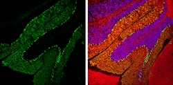 Invitrogen Calbindin D28K Polyclonal Antibody 100 &mu;L; Unconjugated:Antibodies,