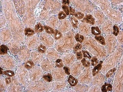 Invitrogen Calbindin D28K Polyclonal Antibody 100 &mu;L; Unconjugated:Antibodies,