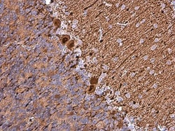 Invitrogen Calbindin D28K Polyclonal Antibody 100 &mu;L; Unconjugated:Antibodies,