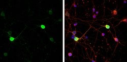 Invitrogen Calbindin D28K Polyclonal Antibody 100 &mu;L; Unconjugated:Antibodies,