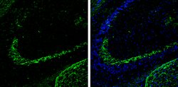 Invitrogen Calbindin D28K Polyclonal Antibody 100 &mu;L; Unconjugated:Antibodies,