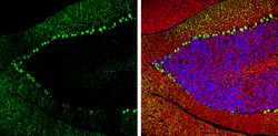 Invitrogen Calbindin D28K Polyclonal Antibody 100 &mu;L; Unconjugated:Antibodies,