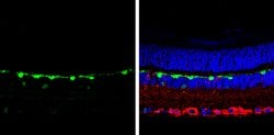 Invitrogen Calbindin D28K Polyclonal Antibody 100 &mu;L; Unconjugated:Antibodies,