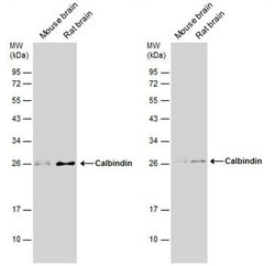 Invitrogen Calbindin D28K Polyclonal Antibody 100 &mu;L; Unconjugated:Antibodies,