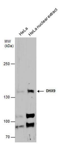 Invitrogen DHX9 Polyclonal Antibody 100 &mu;L; Unconjugated:Antibodies,