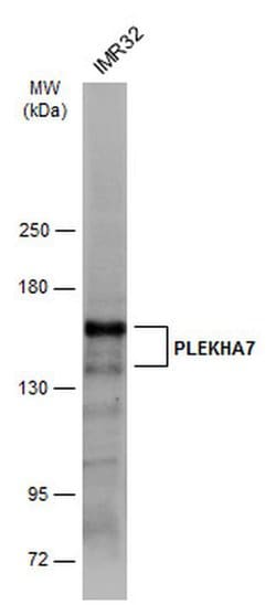 Invitrogen PLEKHA7 Polyclonal Antibody 100 &mu;L; Unconjugated:Antibodies,