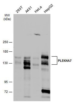 Invitrogen PLEKHA7 Polyclonal Antibody 100 &mu;L; Unconjugated:Antibodies,