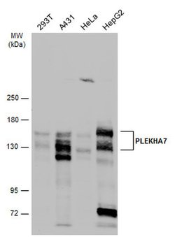 Invitrogen PLEKHA7 Polyclonal Antibody 100 &mu;L; Unconjugated:Antibodies,