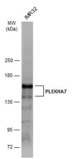 Invitrogen PLEKHA7 Polyclonal Antibody 100 &mu;L; Unconjugated:Antibodies,