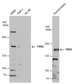 Invitrogen FMN2 Polyclonal Antibody 100 &mu;L; Unconjugated:Antibodies,