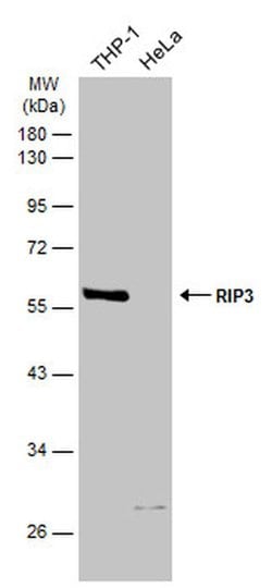 RIP3 Polyclonal Antibody:Antibodies, Polyclonal