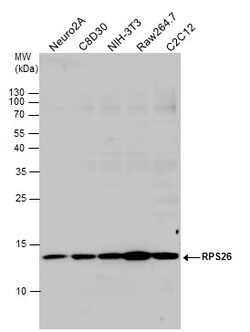 Invitrogen RPS26 Polyclonal Antibody 100 &mu;L; Unconjugated:Antibodies,