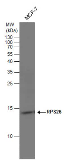 Invitrogen RPS26 Polyclonal Antibody 100 &mu;L; Unconjugated:Antibodies,