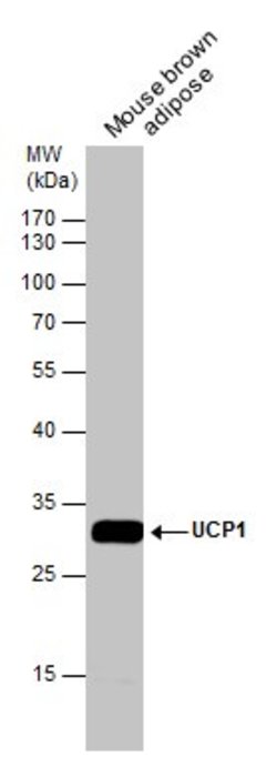Invitrogen UCP1 Polyclonal Antibody 100 &mu;L; Unconjugated:Antibodies,