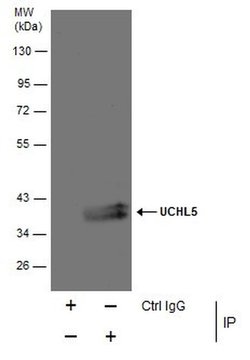Invitrogen UCH37 Polyclonal Antibody 100 &mu;L; Unconjugated:Antibodies,