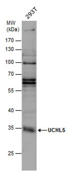 Invitrogen UCH37 Polyclonal Antibody 100 &mu;L; Unconjugated:Antibodies,
