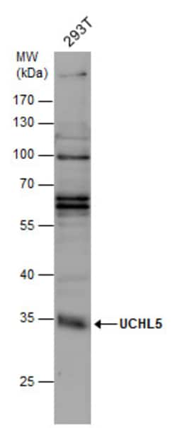 Invitrogen UCH37 Polyclonal Antibody 100 &mu;L; Unconjugated:Antibodies,