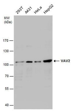 Invitrogen VAV2 Polyclonal Antibody 100 &mu;L; Unconjugated:Antibodies,