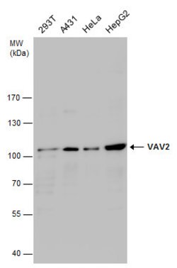 Invitrogen VAV2 Polyclonal Antibody 100 &mu;L; Unconjugated:Antibodies,