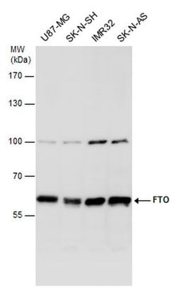FTO Polyclonal Antibody:Antibodies, Polyclonal