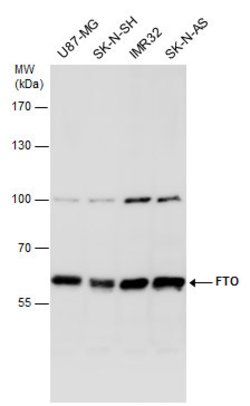 FTO Polyclonal Antibody:Antibodies, Polyclonal