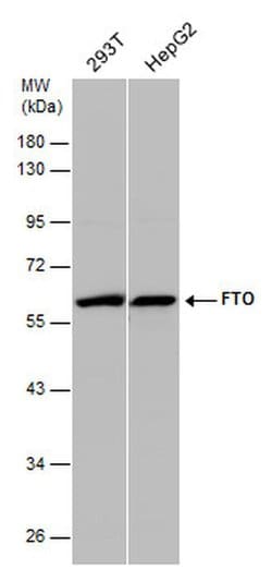 FTO Polyclonal Antibody:Antibodies, Polyclonal