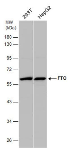 FTO Polyclonal Antibody:Antibodies, Polyclonal